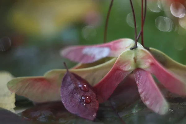 Un gros plan d'une fleur — Photo