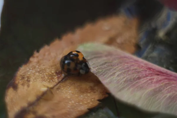 Joaninha com uma gota nas folhas — Fotografia de Stock