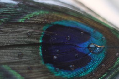 Tavus kuşu tüyü üzerinde su damlacıkları