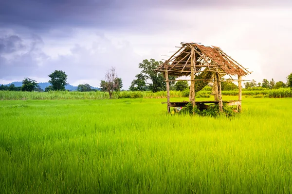 Pequeña Casa Campo Campo Arroz Colina Con Niebla Tailandia — Foto de Stock