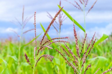 Mısır alan, mavi gökyüzü arka plan çiçeklerle Mısır