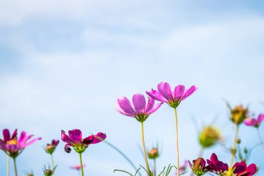 pembe cosmos çiçek mavi gökyüzü ile