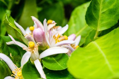 Limon çiçek ağaç üzerinde