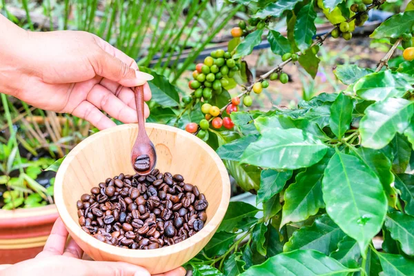 Female Hand Coffee Beans Wooden Bowl Coffee Tree Background — Stock Photo, Image