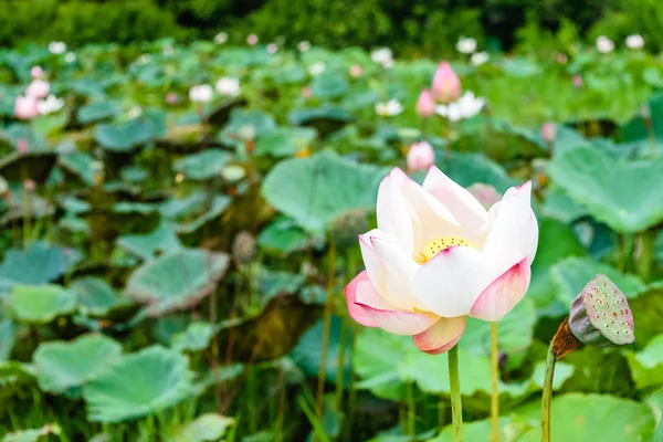 Красивый Цветок Лотоса Является Символом Будды Таиланд — стоковое фото