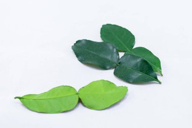 Beyaz arka plan üzerinde izole bergamot yaprak.