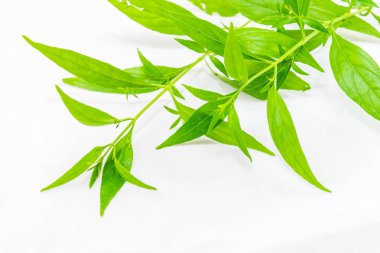 Andrographis beyaz arka planda paniklemiş.