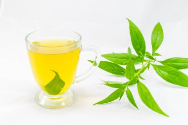 Andrographis beyaz arka planda paniklemiş.