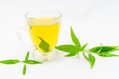 Andrographis beyaz arka planda paniklemiş.