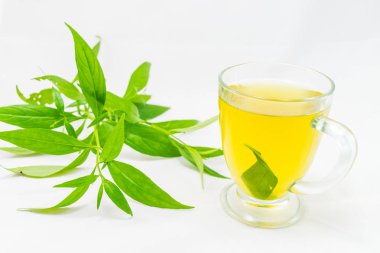 Andrographis beyaz arka planda paniklemiş.