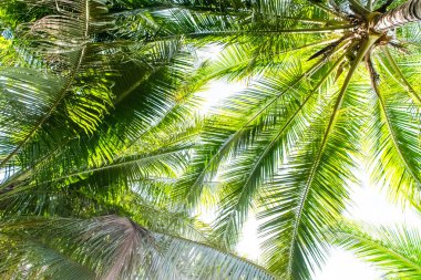 Hindistan cevizi hurma ağacı perspektif görünüm