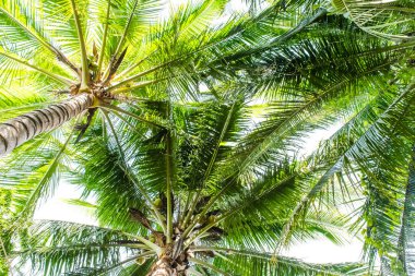 Hindistan cevizi hurma ağacı perspektif görünüm