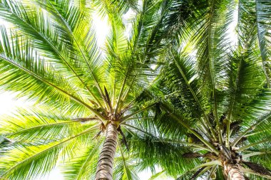 Hindistan cevizi hurma ağacı perspektif görünüm