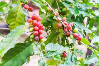 Kuzey Tayland 'da ağaçta olgunlaşan kahve çekirdekleri..