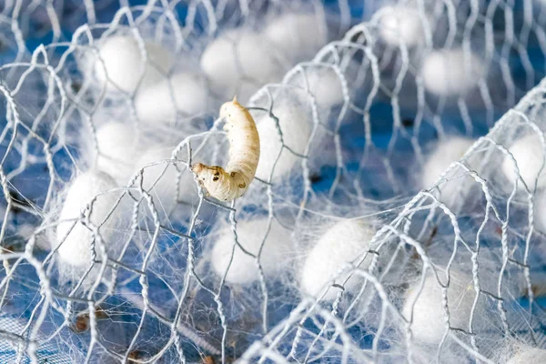 white silk cocoon with silk worm