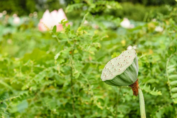 Bela Flor Lótus Símbolo Buda Tailândia — Fotografia de Stock