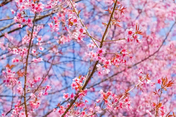 Różowe Kwiaty Wiśni Kwiat Lub Sakura Kwiaty Tle Przyrody — Zdjęcie stockowe