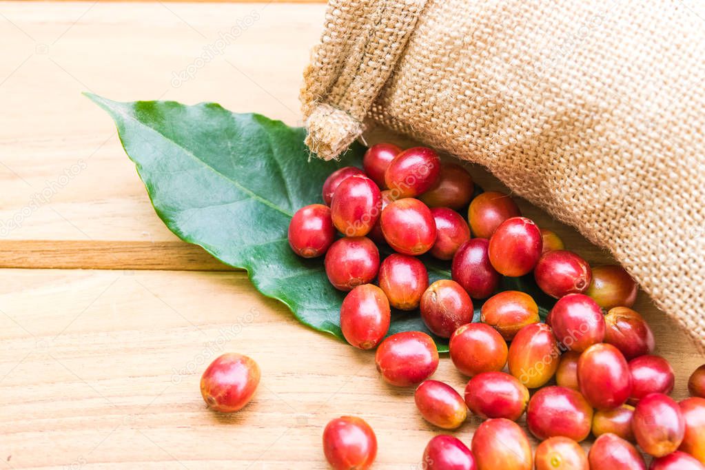 Palos de cafe maduro Rojo Café Maduro Palo Madera — Foto