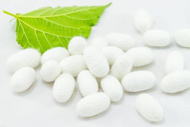 dut yaprağı beyaz arka plan üzerinde beyaz ipek Koza