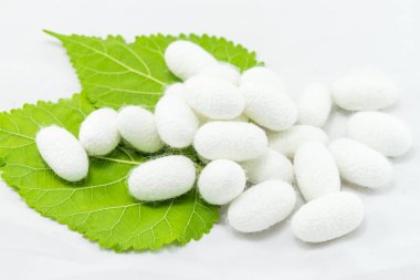 dut yaprağı beyaz arka plan üzerinde beyaz ipek Koza