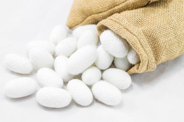 Beyaz zemin üzerine çuval içinde ipek Koza