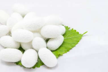 dut yaprağı beyaz arka plan üzerinde beyaz ipek Koza