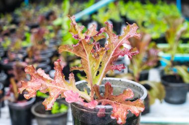 salata sebze bahçesinde dikildi