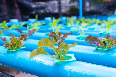 Organik hidroponik sebze yetiştirme çiftliği