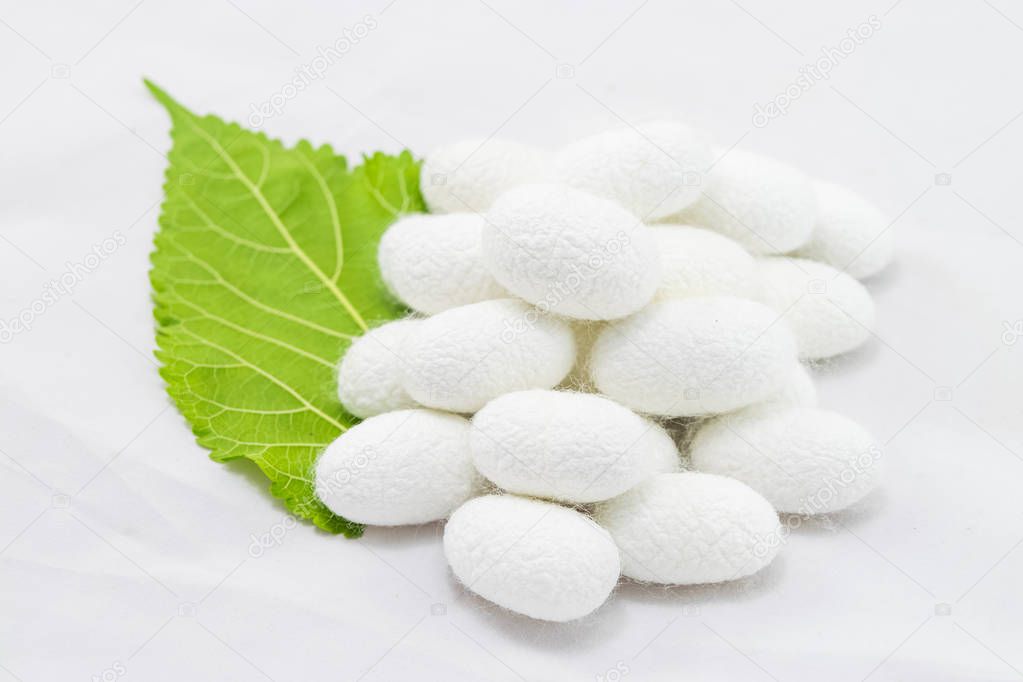 white silk cocoon with mulberry leaf on white background