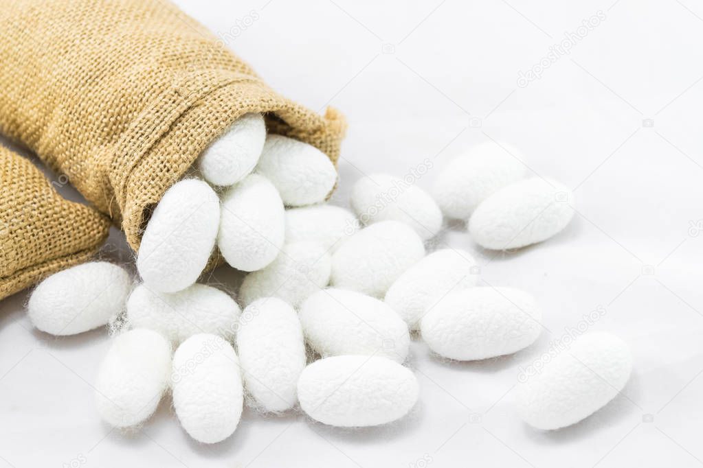 Silk cocoon in sack on white background