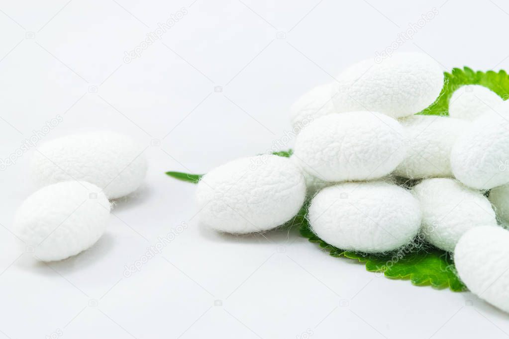white silk cocoon with mulberry leaf on white background