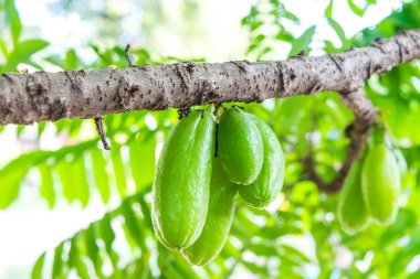 Ağaçta Averrhoa Bilibi meyvesi