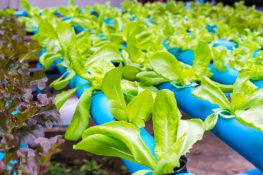 Organik hidroponik sebze yetiştirme çiftliği