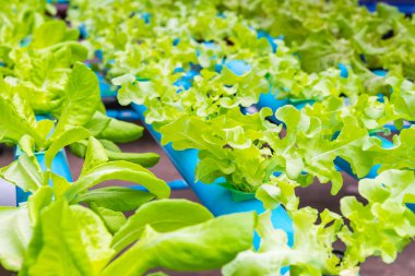 Organik hidroponik sebze yetiştirme çiftliği