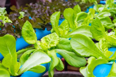 Organik hidroponik sebze yetiştirme çiftliği