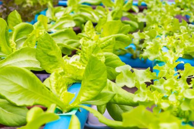 Organik hidroponik sebze yetiştirme çiftliği