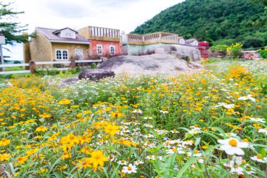 Beyaz ve sarı, İspanyolca iğne bahçede çiçek