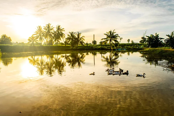 Anatre Sul Fiume Tramonto — Foto Stock