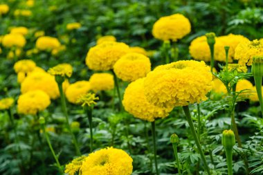 Bahçedeki kadife çiçekleri