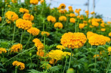 Bahçedeki kadife çiçekleri