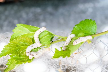 ipek Koza İpek solucan yeşil dut yaprağı ile