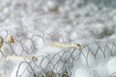 Beyaz ipek Koza İpek solucan ile