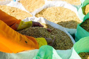 Pirinç tohumu el Paddy arka planda, Tayland.