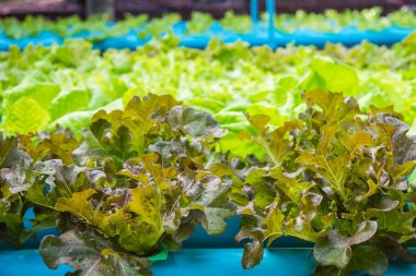 Organik hidroponik sebze yetiştirme çiftliği