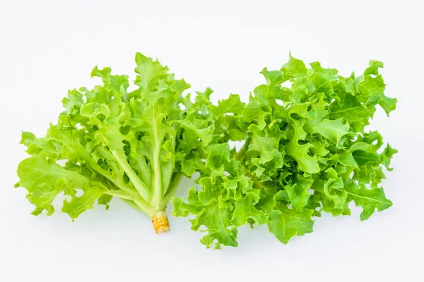 Ensalada Verduras Roble Verde Aislada Sobre Fondo Blanco —  Fotos de Stock