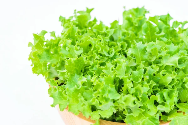 Salada Carvalho Verde Isolada Sobre Fundo Branco — Fotografia de Stock
