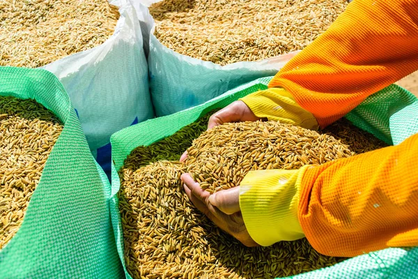Pirinç tohumu el Paddy arka planda, Tayland.