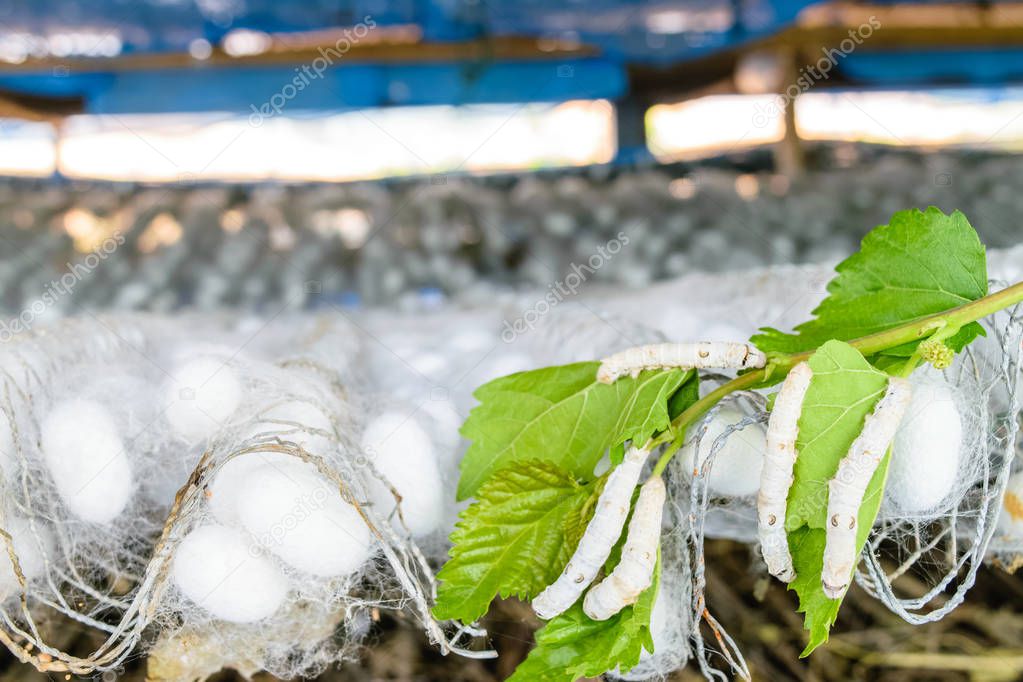 silk cocoon with silk worm on green mulberry leaf