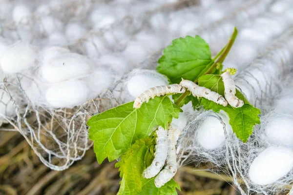 silk cocoon with silk worm on green mulberry leaf