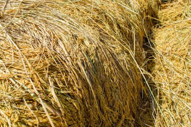 Paddy paket sonra hasat pirinç alan üzerinde.